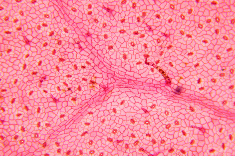Astaxanthin