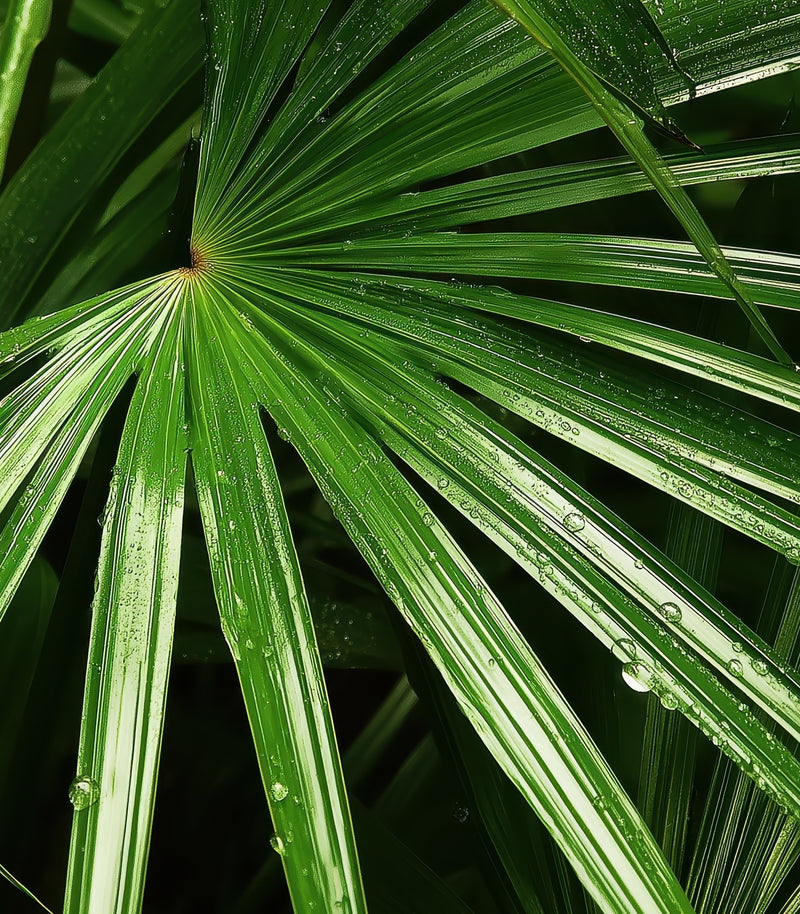 Saw Palmetto