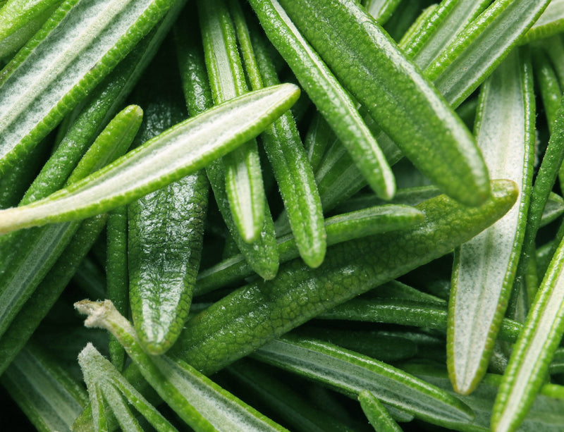 Rosemary Extract