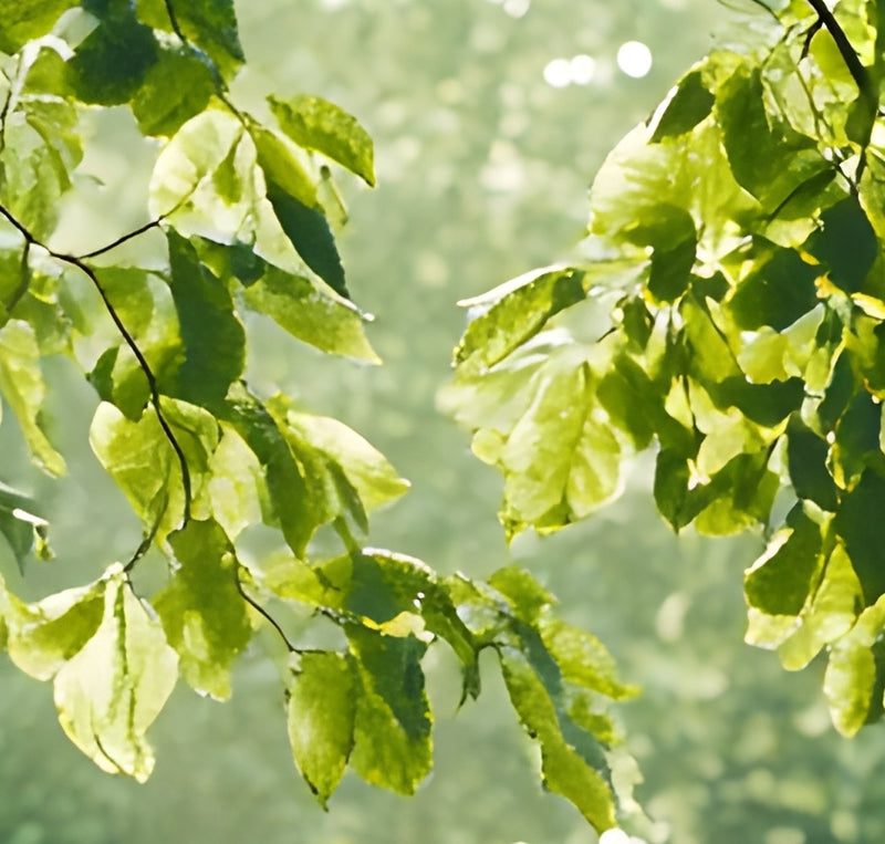 Beta-Sitosterol